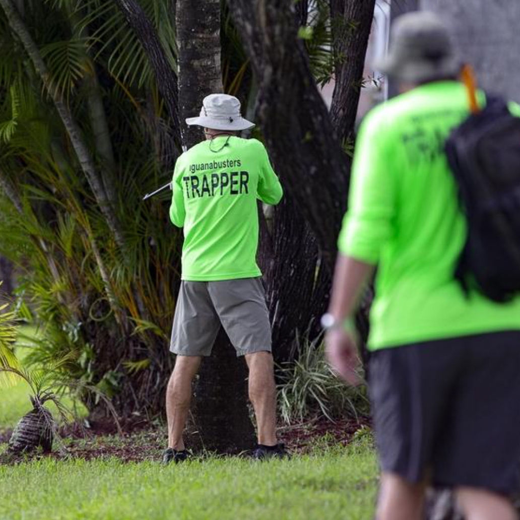 Guided Iguana Hunts In Florida Book Your Iguana Hunting Adventure