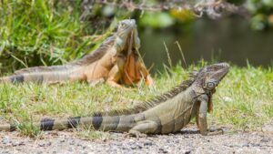 iguanas in south florida, iguana busters, florida iguana problem, invasive iguanas in florida, iguana removal