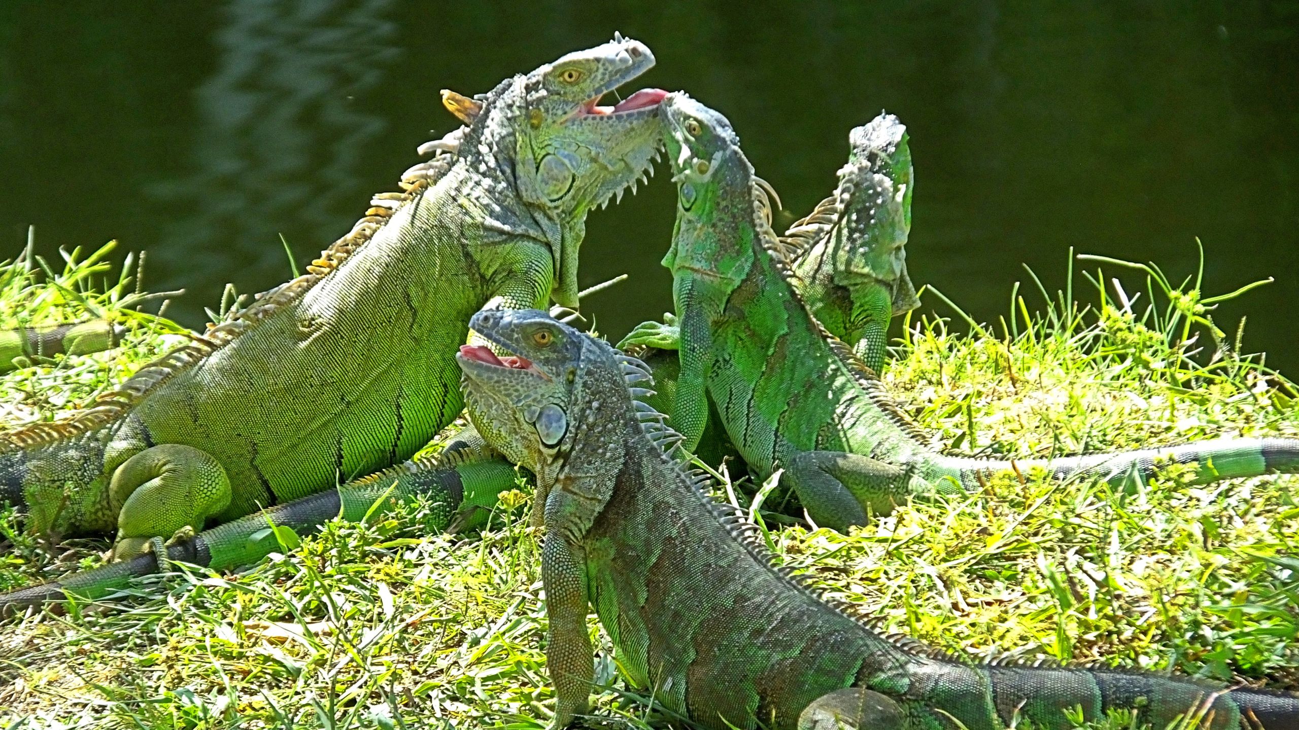 iguana busters south florida, how to get rid of iguanas, how to get rid of iguanas naturally, how to repel iguanas, what smells do iguanas hate