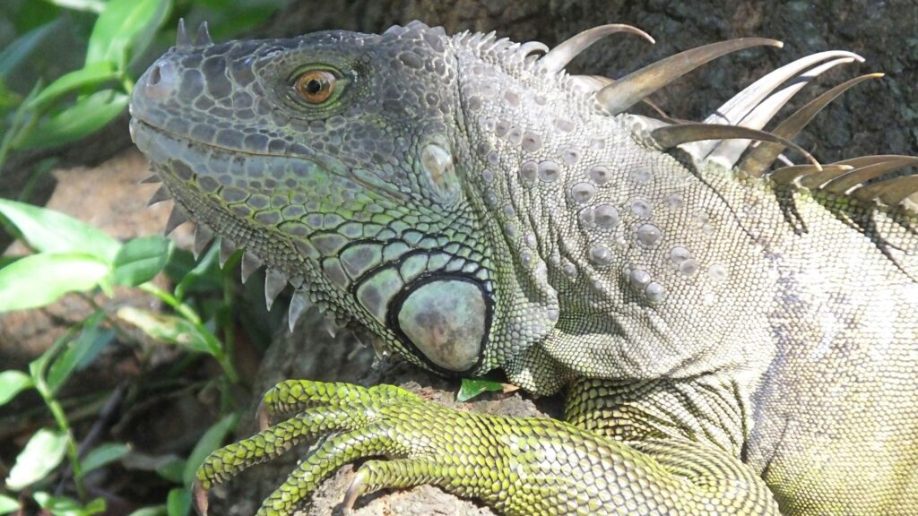 iguana busters boynton beach, do iguana carry diseases, do iguanas carry salmonella, iguana diseases, what diseases do iguanas carry, dangers of eating iguana, iguana diseases humans