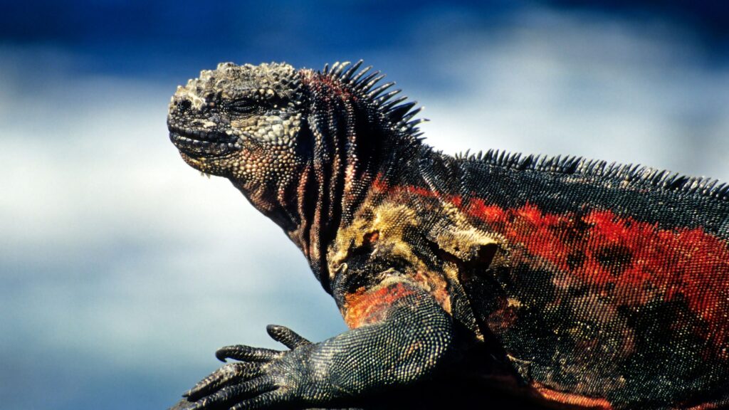 iguana busters, iguana colors, orange iguana, can iguanas change color, male vs female iguana, different color iguanas, do iguanas change colors