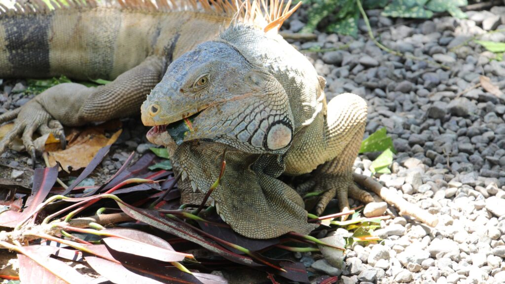 iguana busters fl, what do iguanas eat, what plants do iguanas eat, what do iguanas eat in the wild, green iguana diet, iguana diet,