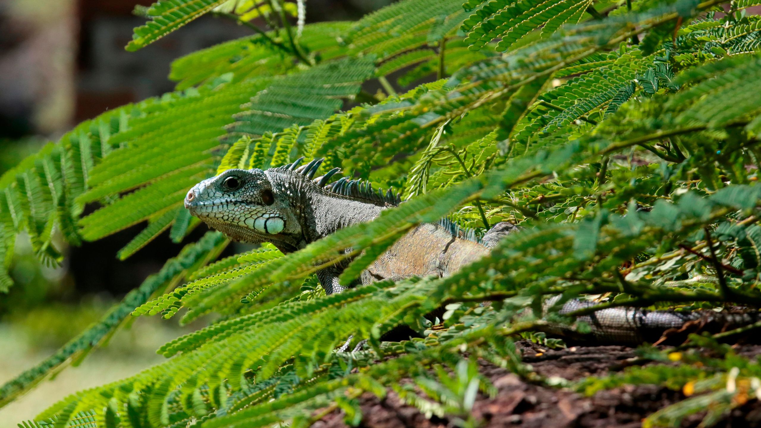 iguana repellent plants, iguana busters south fl, plants that repel iguanas, plants iguanas hate, do iguanas eat grass,