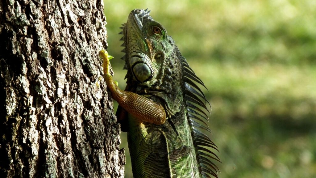 at what tempature do iguanas die, iguana busters south fl, iguanas falling out of trees,