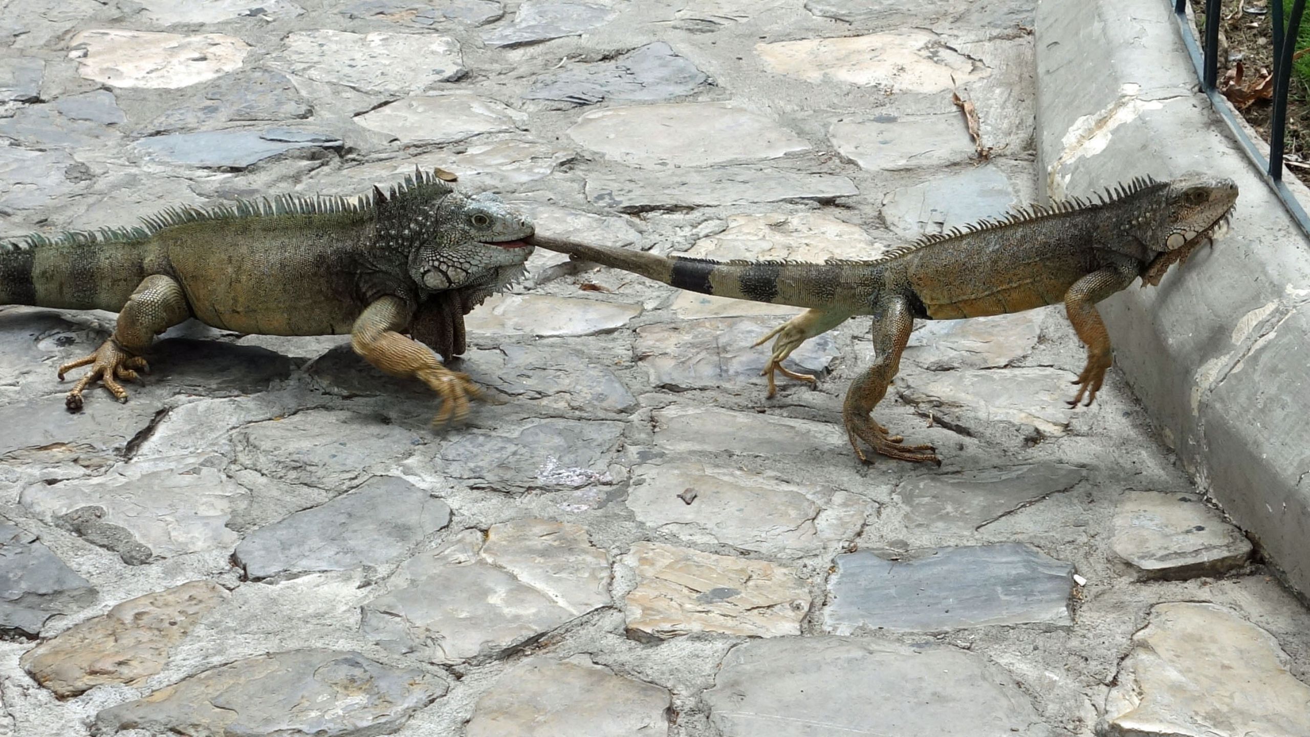 iguana busters, iguana bite wound, iguana bacterial infection, iguana bite infection, iguana bite treatment