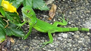 iguana hatchling, iguana busters west palm, hatchling iguana, baby iguana