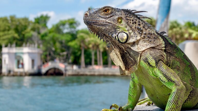 Iguana Meat Consumption: Can You Eat Iguana? | Iguana Busters