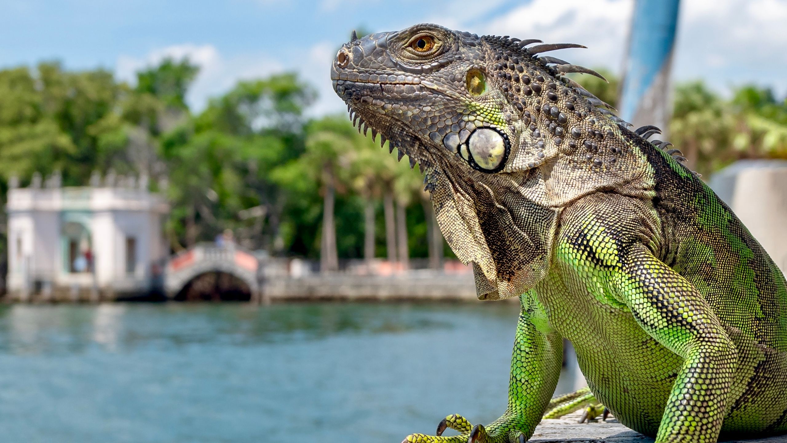 can you eat iguana, iguana busters florida iguana experts, can you eat iguana meat, iguana meat, is iguana good to eat,