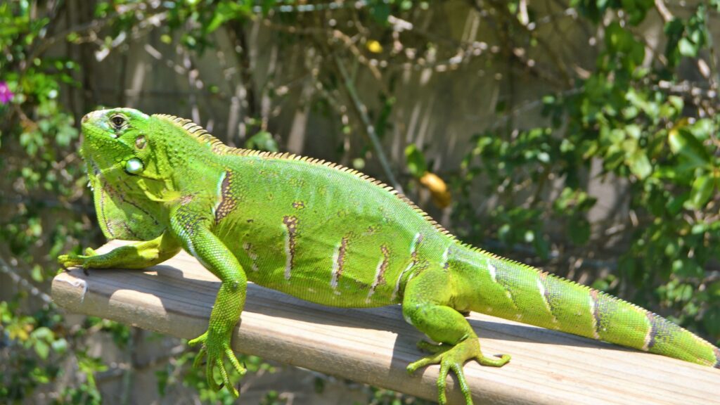 iguana poop, what does iguana poop look like, iguana poop pictures, iguana droppings, is iguana poop toxic to dogs, iguana busters