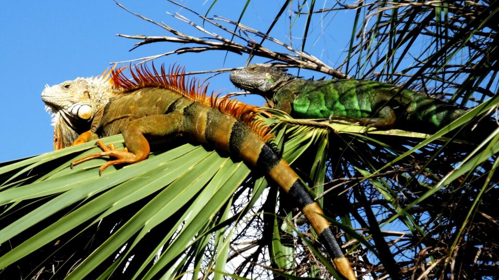 iguana busters, how much does florida pay for iguanas, iguana removal cost, iguana removal cost florida, florida iguana bounty,