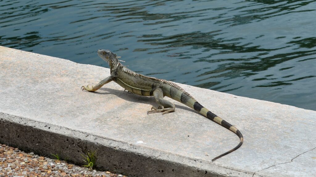 can you kill iguanas in florida, iguana busters, can you shoot iguanas in florida, is it legal to kill iguanas in florida, are iguanas protected in florida,