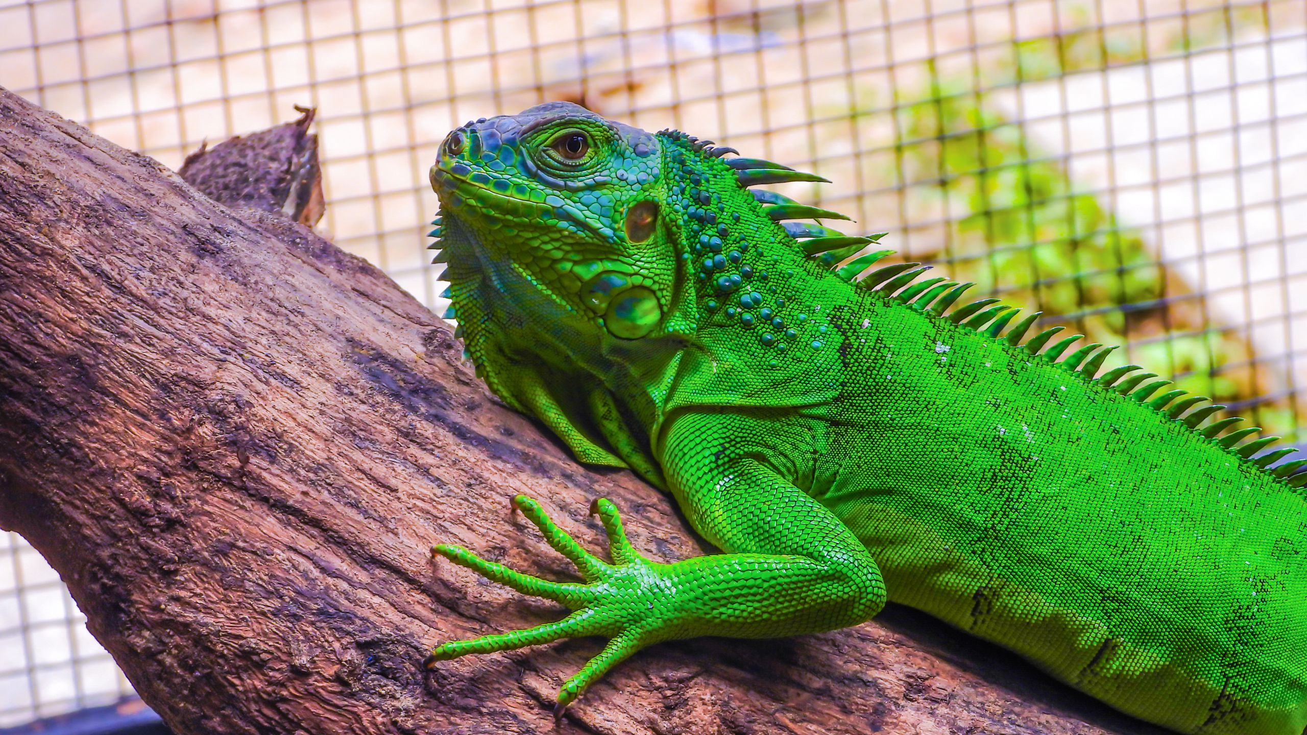 how to get rid of an iguana, how to hold an iguana, how long can iguanas live without food, iguana removal, iguana busters