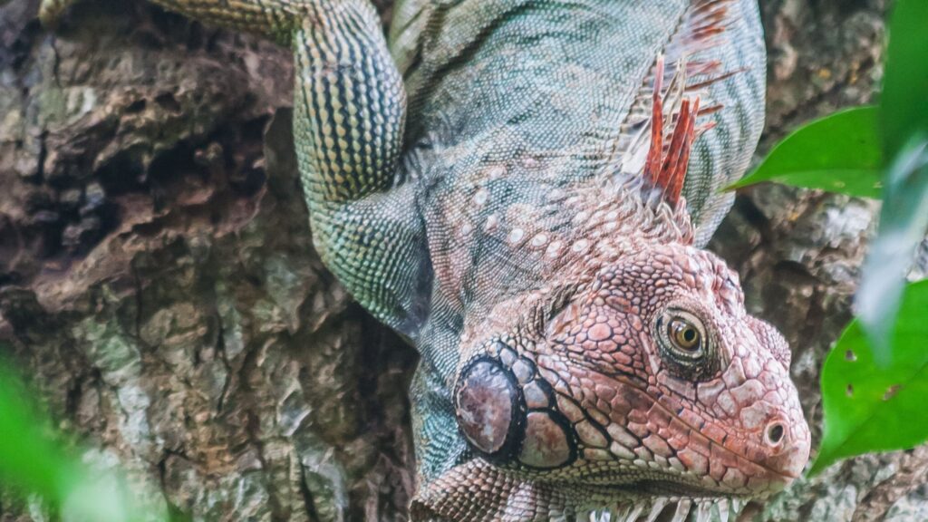 iguana facts, iguana facts for kids, fun facts about iguanas, how long can iguanas hold their breath, how many eyes does an iguana have, why do iguanas bob their heads, iguana busters palm beach florida