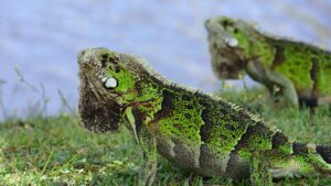 frozen iguana, iguana busters, are iguanas cold blooded, do iguanas freeze and come back to life, frozen iguanas in florida,