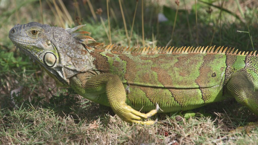 iguana damage florida, iguana busters south fl, iguana damage, how much damage do iguanas cause in florida, do iguanas damage roofs, iguana hunting