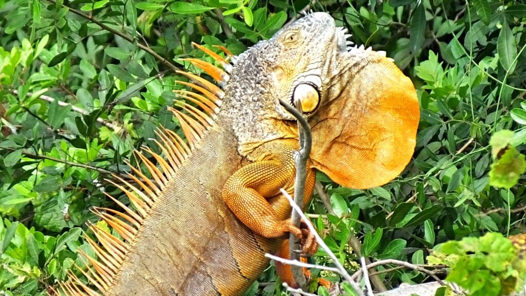 iguana sounds, iguana busters, do iguanas make noise, what does an iguana sound like, can iguanas hear, iguana noises