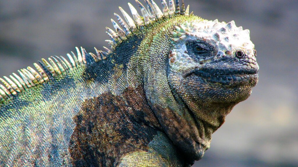 are iguanas dangerous, do iguanas bite, can iguanas hurt you, are iguanas aggressive, are iguanas poisonous, are iguanas dangerous to dogs, iguana busters south fl