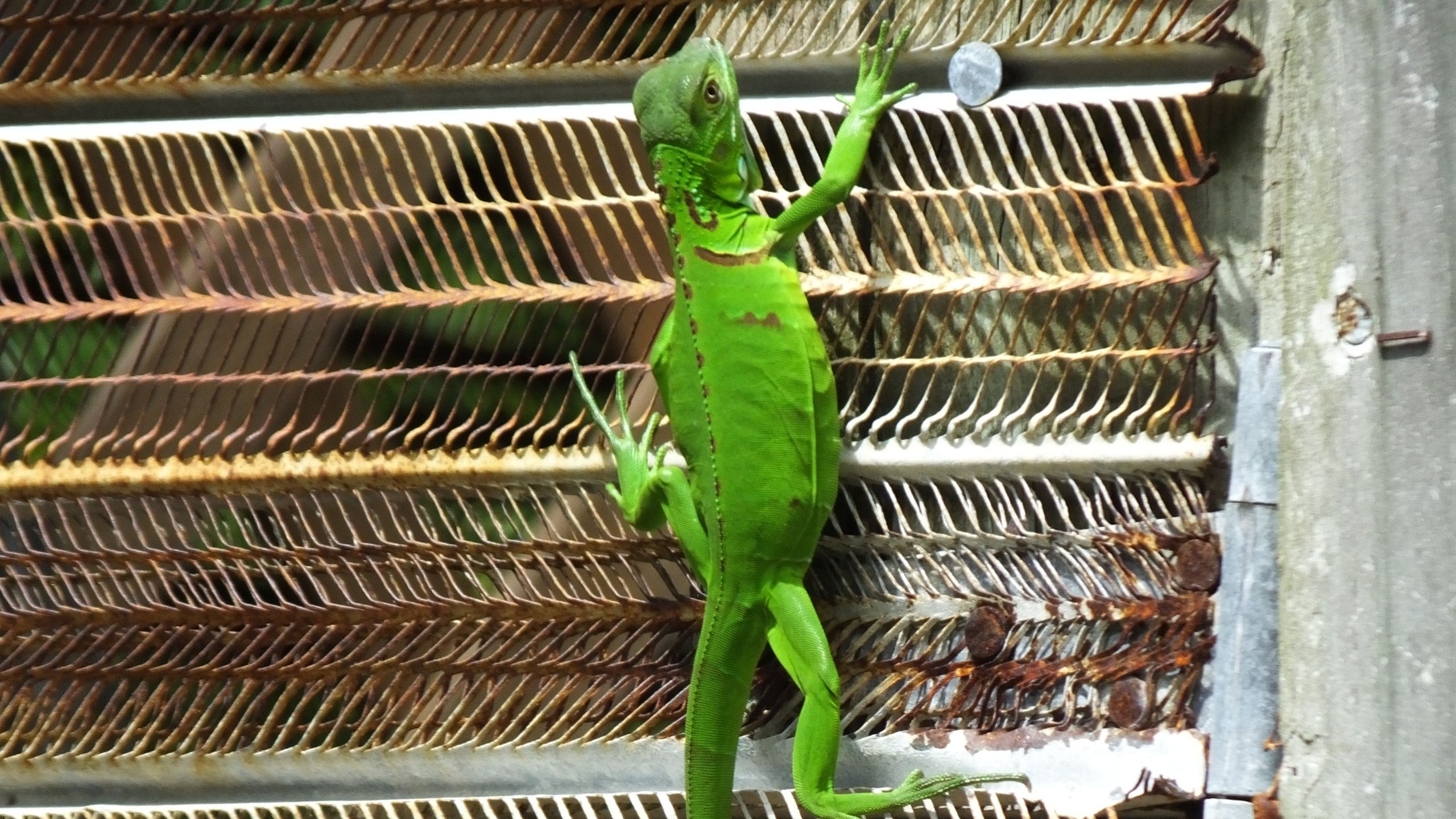 iguanas in florida, are iguanas invasive, are iguanas native to florida, florida iguana problem, how big do green iguanas get, how many iguanas are in florida, iguana busters west palm beach