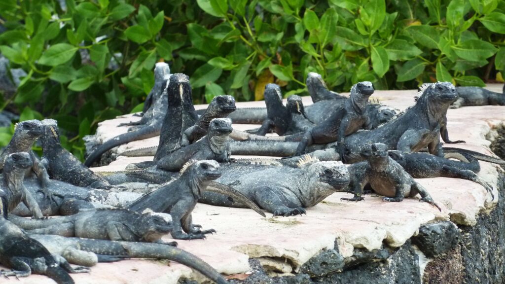 iguana busters, different types of iguanas, iguana types, orange iguana florida, types of iguanas in florida, different iguana species