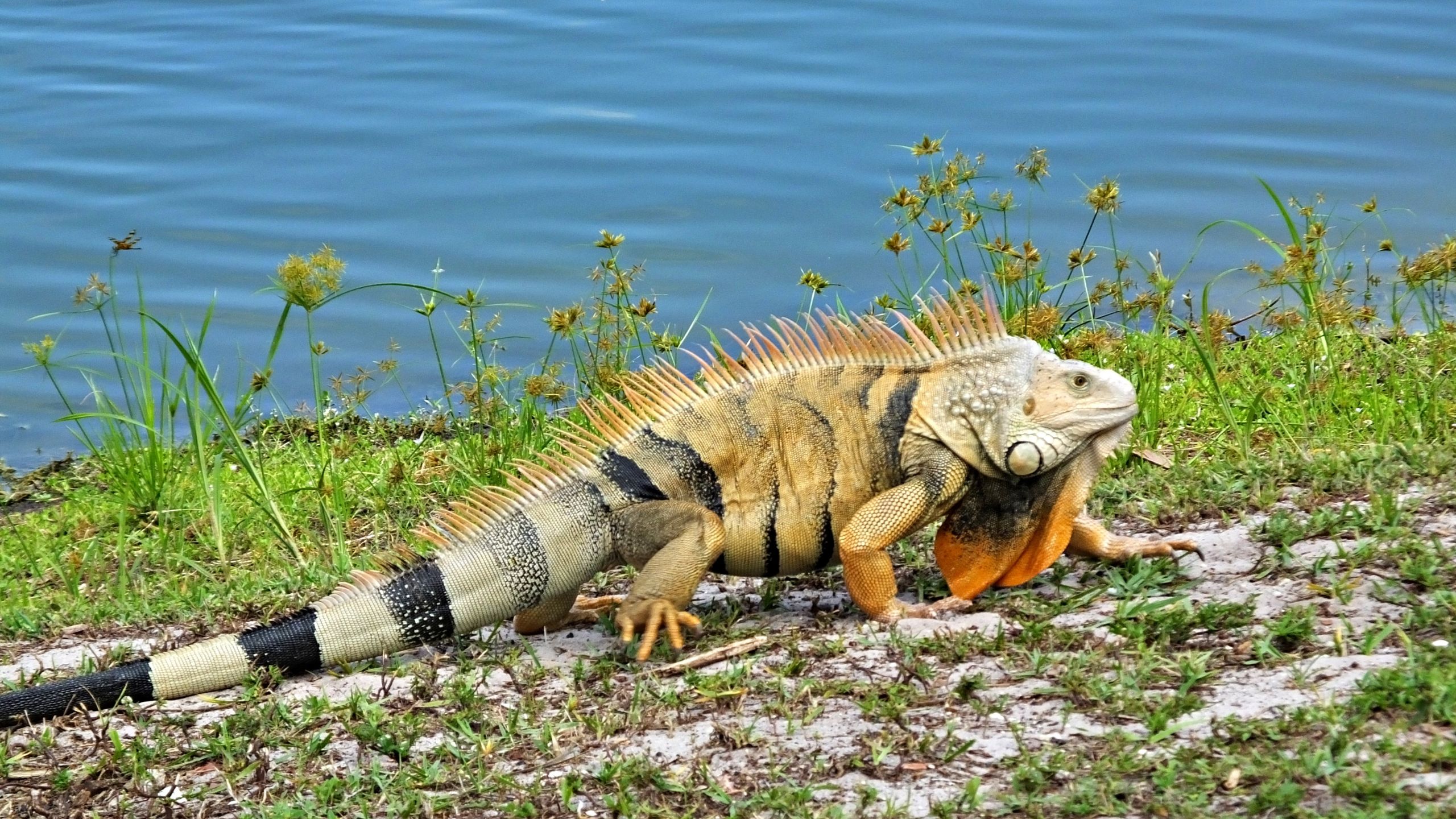 iguana busters broward county, iguana behavior, green iguana behavior, do iguanas hiss, do iguanas bond with humans, why do iguanas nod their heads, iguana mating behavior