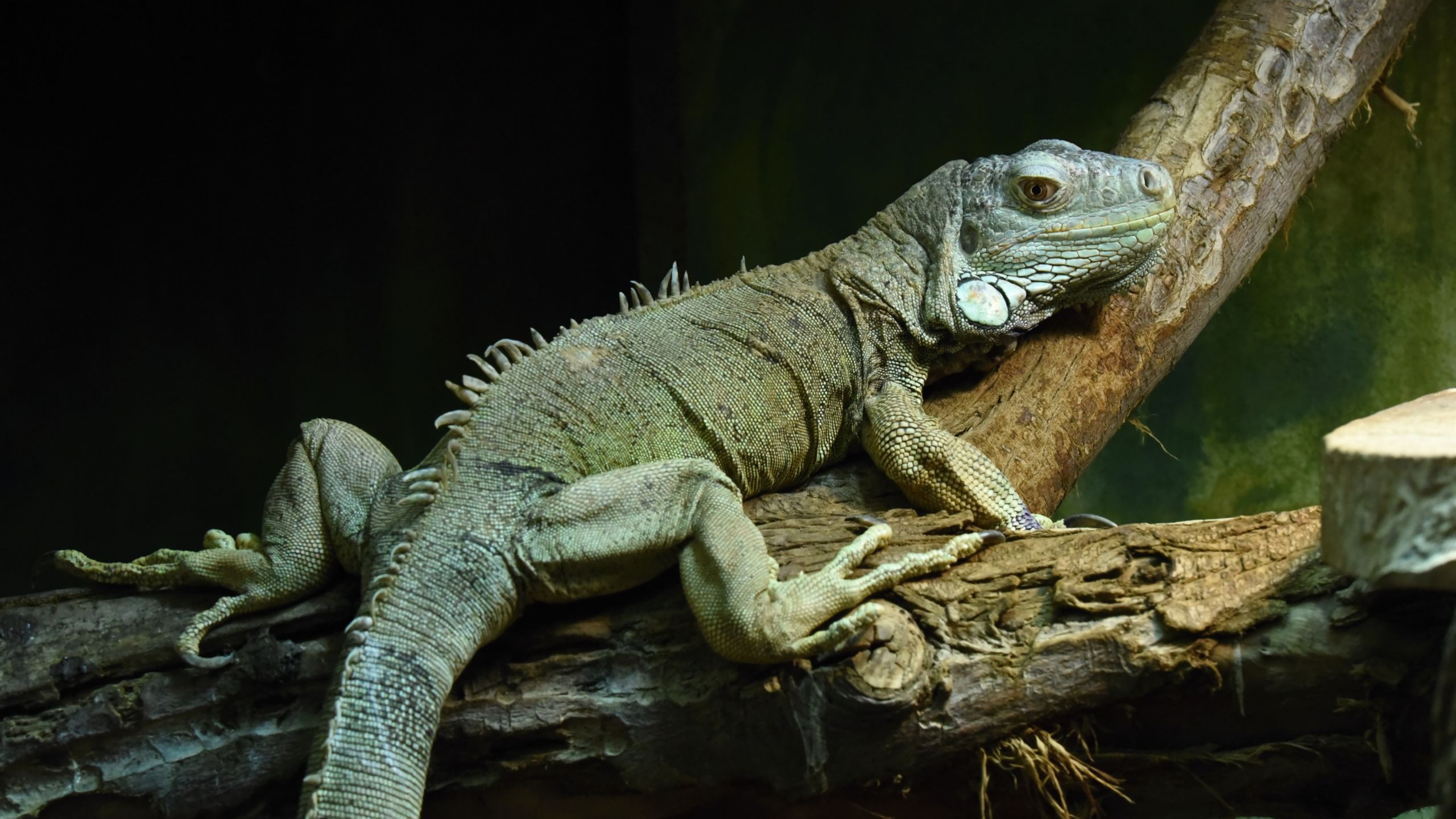 falling iguanas, iguana busters, falling iguanas in florida, do iguanas die when they freeze, falling iguana warning,