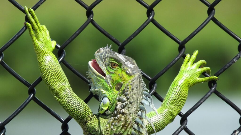 iguana busters, what repels iguanas, natural iguana repellent, iguana deterrent, best iguana repellent, homemade iguana repellent