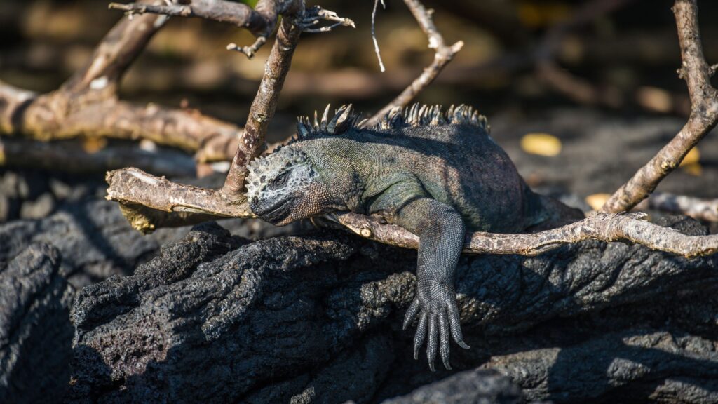 what kills iguanas instantly, iguana busters west plam beach, killing iguanas in florida, how to kill iguanas, how to get rid of iguanas in florida,