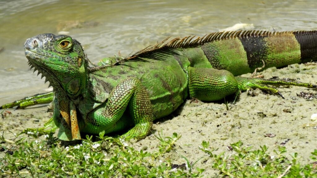 When Do Iguanas Lay Eggs in Florida? | Iguana Busters