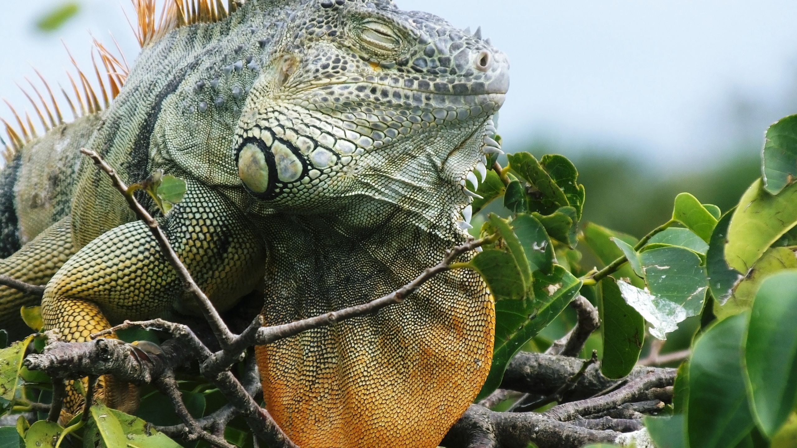 where do iguanas sleep, are iguanas nocturnal, iguana sleeping, where do iguanas sleep in florida, where do iguanas go at night, how do iguanas sleep, iguana busters